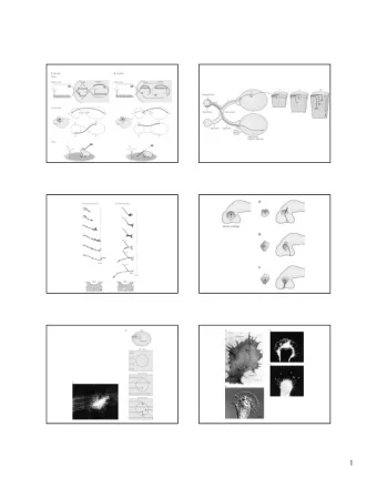 1  2  3  A  T  arget source of  neurotrophic factor  Neurons approach target  B  L  imited supply