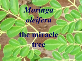 Moringa  Der Wunderbaum  oleifera  the miracle  tree Why do we call Moringa oleifera a miracle