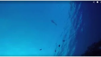 pollev.com  Ingridsuther150  Tap Join  I am @agilescrumster  #AgileNinjas from #IntraEdge at