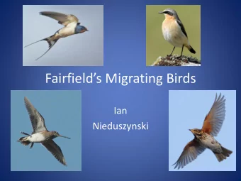 Fairfields Migrating Birds  Ian  Nieduszynski  Why Migrate?  Bird migration is a regular