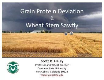 Grain Protein Deviation  &amp;  Wheat Stem Sawfly  Scott D. Haley  Professor and Wheat Breeder