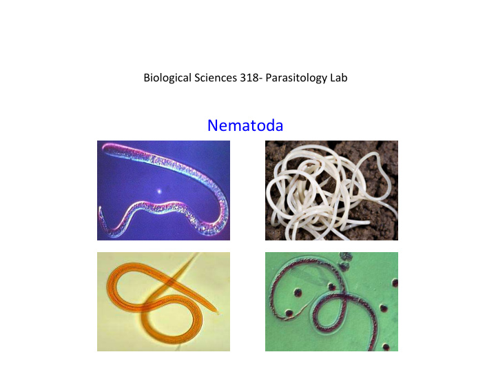 nematoda