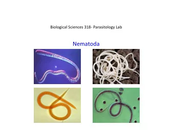 Nematoda      Kingdom:  Animalia      (unranked):  Protostomia