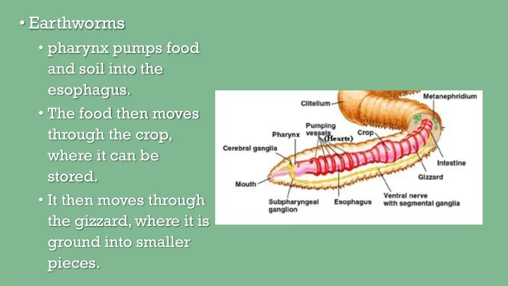earthworms