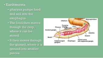 Earthworms  pharynx pumps food  and soil into the  esophagus.  The food then moves