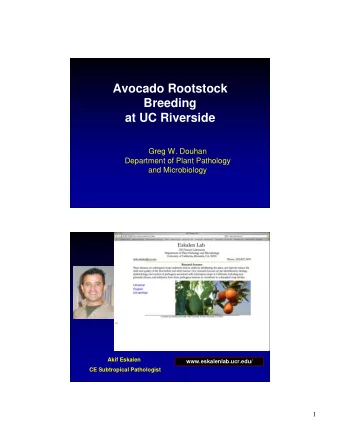 Avocado Rootstock  Breeding  at UC Riverside  Greg W. Douhan  Department of Plant Pathology  and