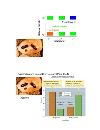y  t  i  T. castaneum  d  i  m  u  indeterminate  h  e  T. confusum  v  i  t  a  l  e  30  R  24