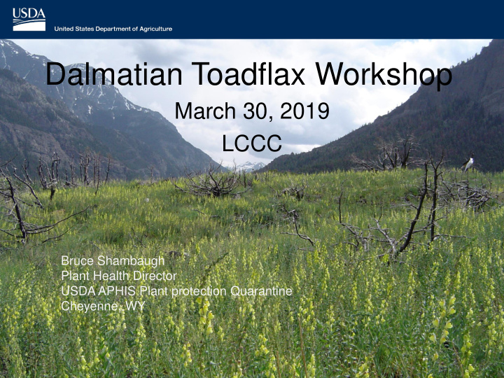 dalmatian toadflax workshop