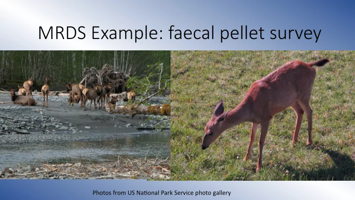 mrds example faecal pellet survey
