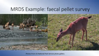 MRDS Example: faecal pellet survey  Photos from US Na.onal Park Service photo gallery  Pellet