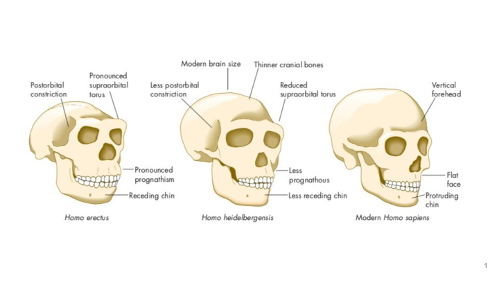 1 middle pleistocene hominins