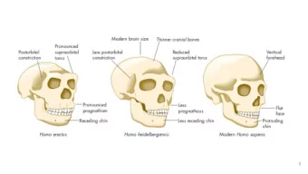 1  Middle Pleistocene hominins  -Europe becomes more permanently and densely populated  -Middle