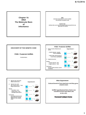 8/13/2016  Chapter 16  DNA  molecule responsible for all cell activities  DNA  and contains the