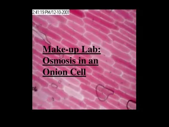 Make-up Lab:  Osmosis in an  Onion Cell  This microscope  slide is of red  onion cells sitting  in