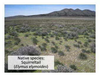 Native species: Native species:  Squirreltail  Squirreltail  Squirreltail  Squirreltail ( Elymus