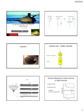 Limulus  in  light to  voltage  transduction and adaptation  voltage  to spike  encoding  rate  3