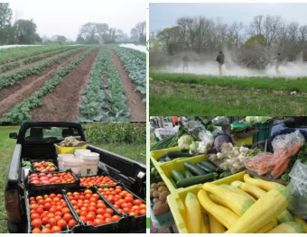 Making Major Money with  Minor Crops  PRODUCI NG PROFI T ON THE EDGES  ( B A SI L , CI L A N T RO,