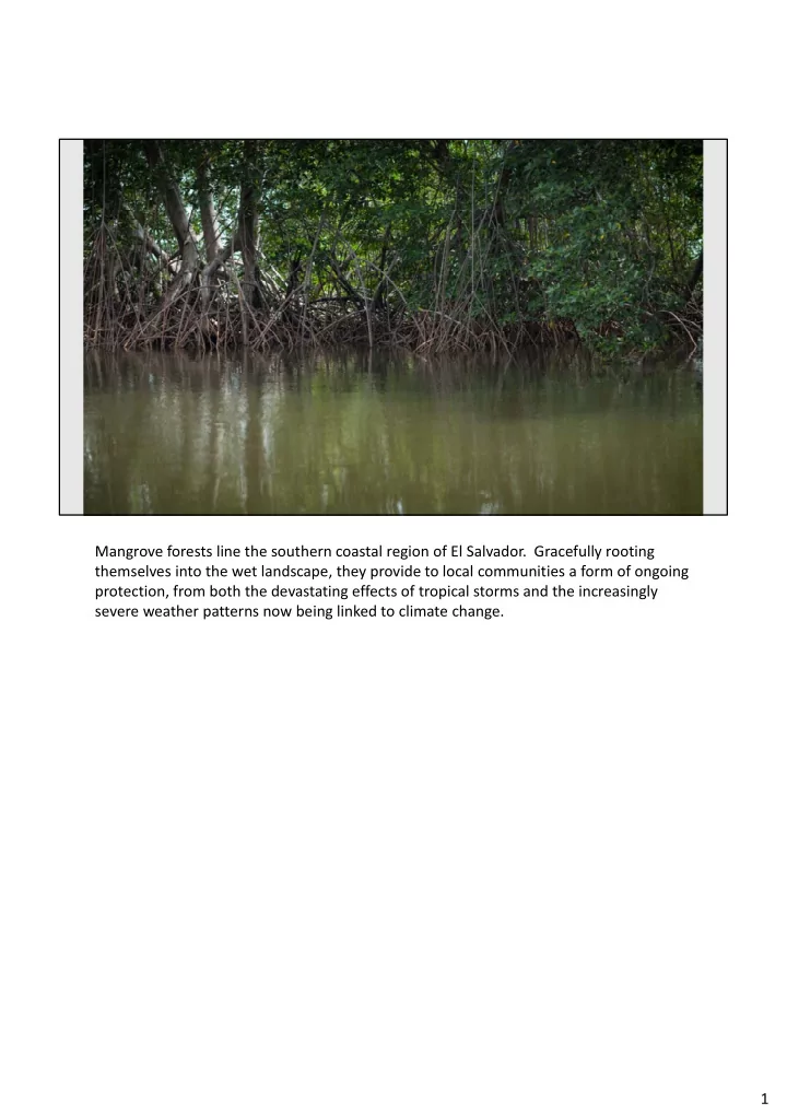 mangrove forests line the southern coastal region of el