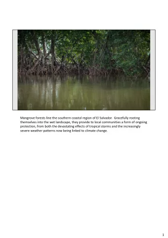 Mangrove forests line the southern coastal region of El Salvador.  Gracefully rooting  themselves