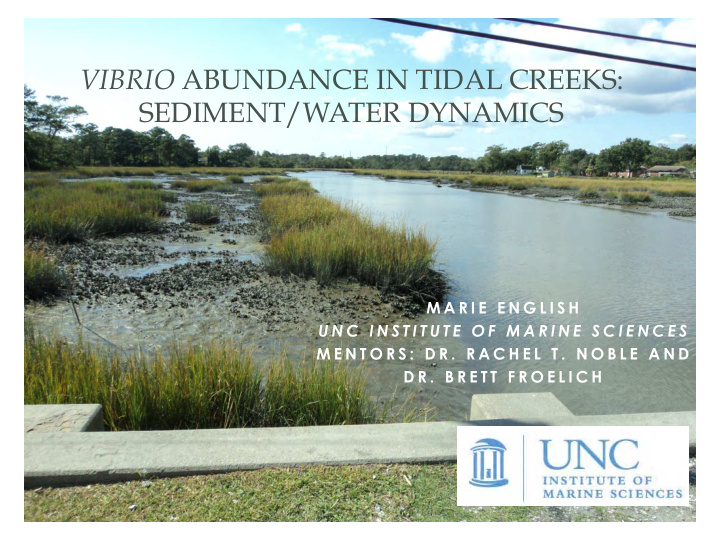 vibrio abundance in tidal creeks sediment water dynamics