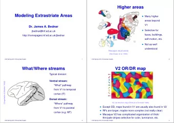 Higher areas  Modeling Extrastriate Areas  Many higher  areas beyond  V1  Dr. James A. Bednar