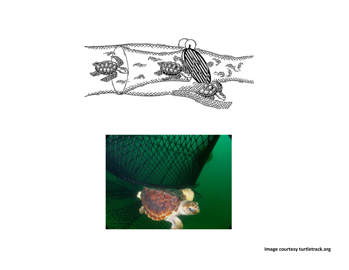 image courtesy turtletrack org random walks diffusion