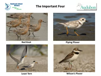 The Important Four  Red Knot  Piping Plover  Wilsons Plover  Least Tern  North Beach  Critical