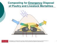 composting for emergency disposal of poultry and