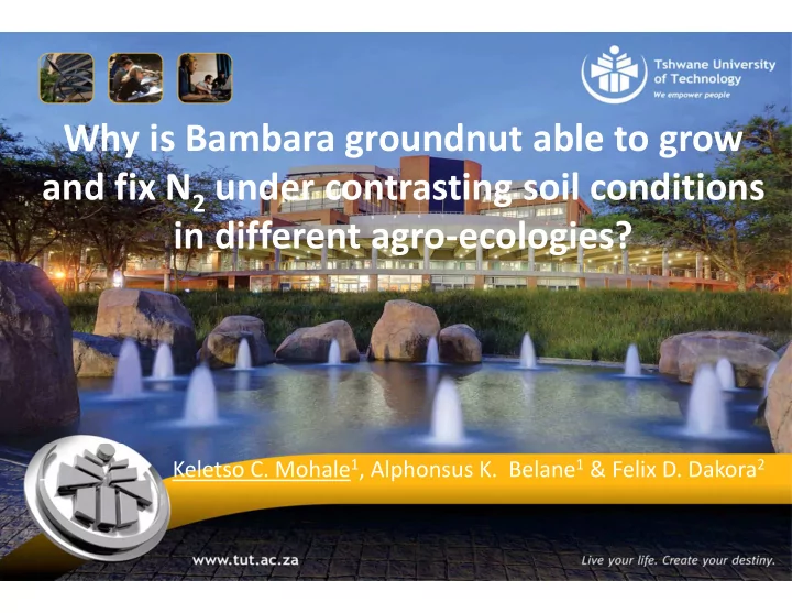 why is bambara groundnut able to grow and fix n 2 under