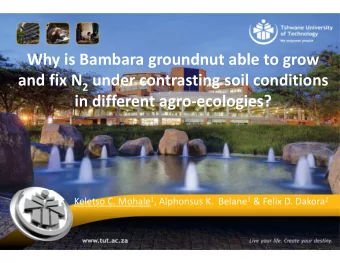 Why is Bambara groundnut able to grow and fix N 2 under contrasting soil conditions  in different
