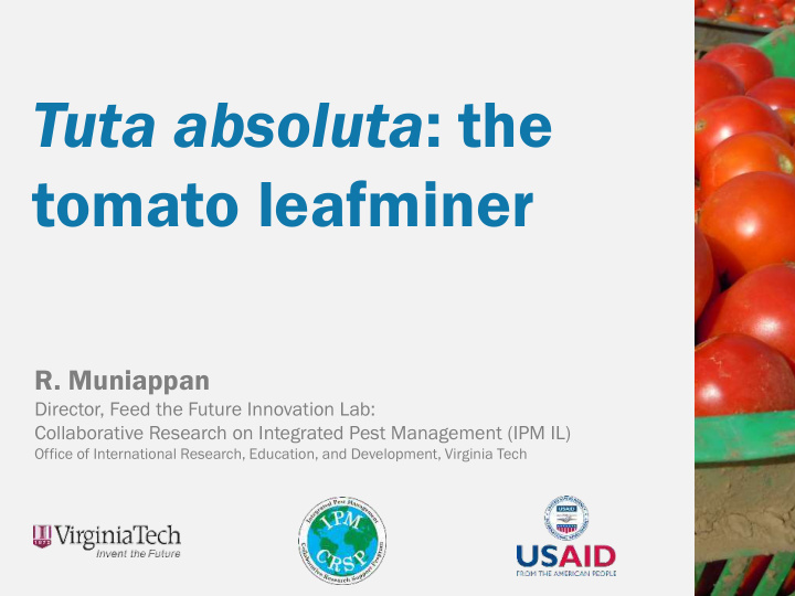 tuta absoluta the tomato leafminer