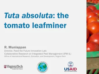 Tuta absoluta : the  tomato leafminer  R. Muniappan  Director, Feed the Future Innovation Lab: