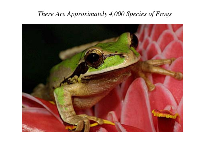 there are approximately 4 000 species of frogs here are a