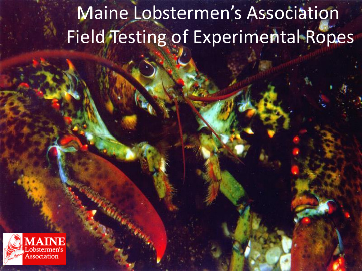 maine lobstermen s association field testing of