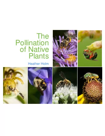 The  Pollination  of Native  Plants  Heather Holm  Overview  Types of Insect Pollinators