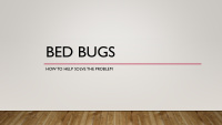 bed bugs