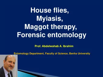 Myiasis,  Maggot therapy,  Forensic entomology Prof. Abdelwahab A. Ibrahim  Entomology Department,