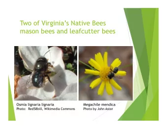 Two of Virginias Native Bees  mason bees and leafcutter bees  Osmia lignaria lignaria  Megachile