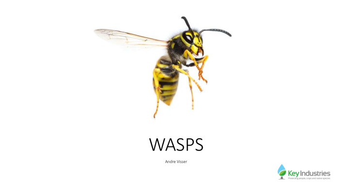 wasps