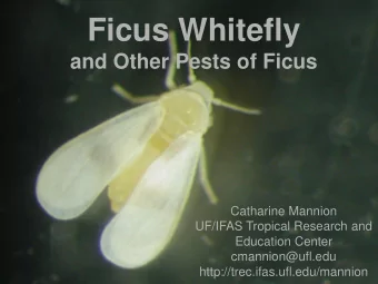 Ficus Whitefly  and Other Pests of Ficus  Catharine Mannion  UF/IFAS Tropical Research and