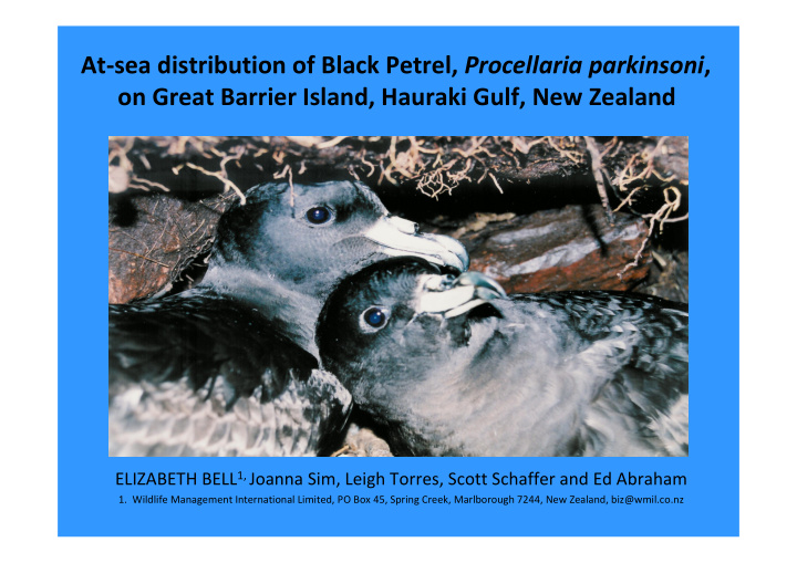 at sea distribution of black petrel procellaria