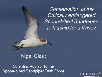 Critically endangered  Spoon-billed Sandpiper: a flagship for a flyway  Nigel Clark  Scientific