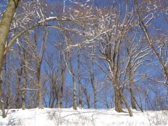 Kitami, Hokkaido 2003.12.28  Reflection cardinals of coloring of graphs  Saka e Fuchino (