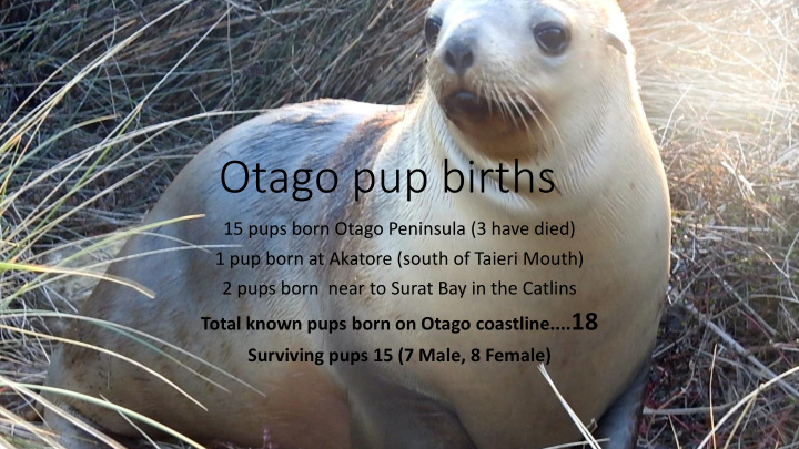 otago pup births