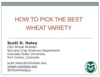 HOW TO PICK THE BEST WHEAT VARIETY  Scott D. Haley  CSU Wheat Breeder  Soil and Crop Sciences