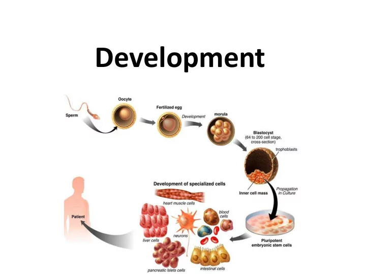 development model organisms model organisms