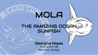 MOLA WHAT?  Sunfish in Bali have almost always  been referred to as Mola Mola  Actual species