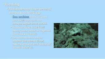 Feeding  Echinoderms have several  methods of feeding.  Sea urchins use five-part  jaw