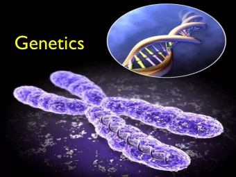 Genetics  Core Concepts Mendels Law of Segregation states that there are two alleles    for
