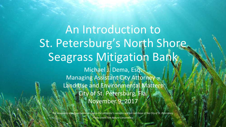 an introduction to st petersburg s north shore seagrass